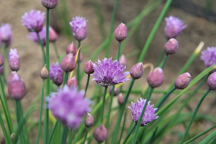 Fleur de sels-à Ajaccio